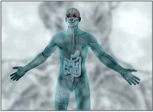 Source : http://psychologie-cognitive.blogspot.fr/2014/02/arte-le-ventre-notre-deuxieme-cerveau.html