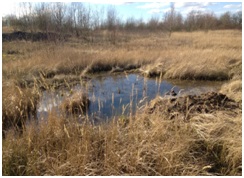 Zone humide où viennent se reproduire Crapaud calamite et Triton ponctué